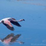 Flamingo Takeoff
