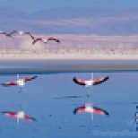 Flamingos Landing