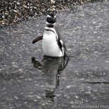 Sometimes penguins like to wade in the water too.
